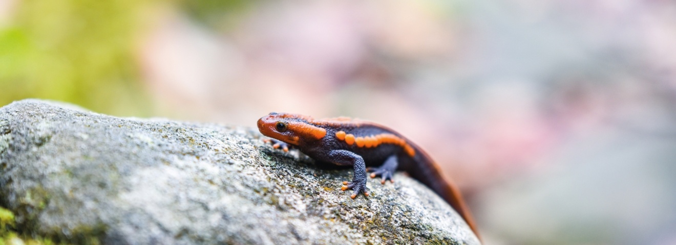 Salamander
